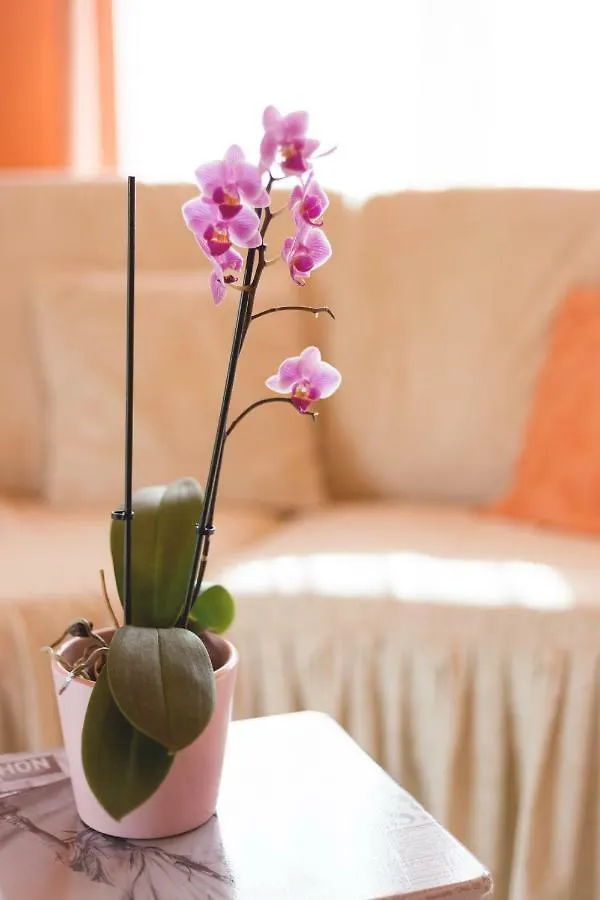 Apartment Dean Umag